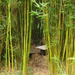 La cabane dans les bambous
