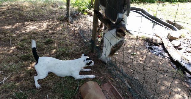 Samy, un pote de vacance de Païna