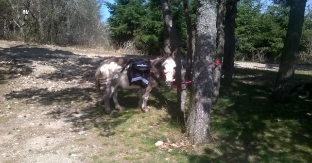 Première balade printanière à La Roche des Vents avec Païna…